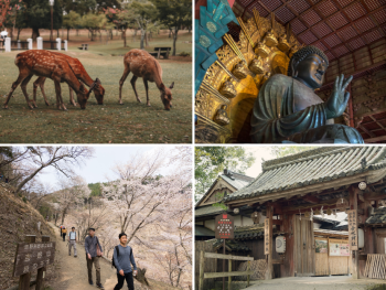 Free-roaming deer at Nara Park Free-roaming deer at Nara Park