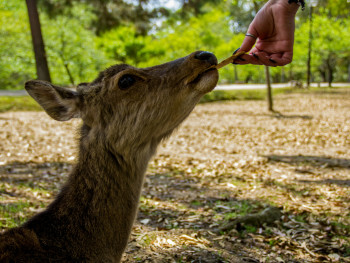 Deer at Nara Park bowing for crackers from tourists photo by alessio-ferretti on unsplash Deer at Nara Park bowing for crackers from tourists photo by alessio-ferretti on unsplash