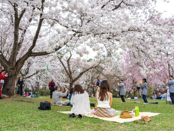 Osaka Castle Park during cherry blossom season with families having hanami parties Osaka Castle Park during cherry blossom season with families having hanami parties