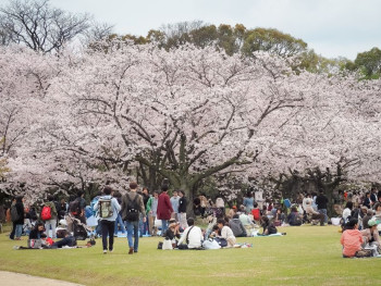 Cherry blossoms in full bloom along a canal in Osaka with people having hanami parties beneath the trees Cherry blossoms in full bloom along a canal in Osaka with people having hanami parties beneath the trees