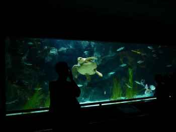 Visitors silhouetted against the large aquarium tanks with colorful marine life.Image by Hans from Pixabay Visitors silhouetted against the large aquarium tanks with colorful marine life.Image by Hans from Pixabay