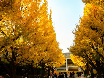 Golden ginkgo trees lining the path to Osaka Castle in autumn. Photo by Ale on Unsplash Golden ginkgo trees lining the path to Osaka Castle in autumn. Photo by Ale on Unsplash