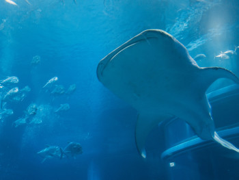 Massive whale shark swimming in the main tank at Osaka Aquarium. Photo by Björn on Unsplash Massive whale shark swimming in the main tank at Osaka Aquarium. Photo by Björn on Unsplash