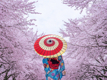 Cherry blossoms in full bloom at a temple garden Cherry blossoms in full bloom at a temple garden