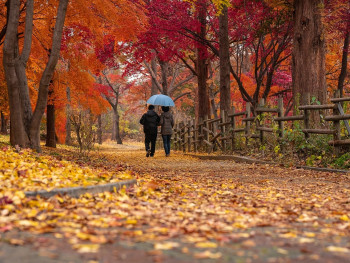 Autumn maple leaves along the path to Minoh Falls Image by 철민 박 from Pixabay Autumn maple leaves along the path to Minoh Falls Image by 철민 박 from Pixabay