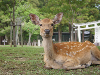 Deer resting in Nara Park at sunset Image by ArtemDonum from Pixabay Deer resting in Nara Park at sunset Image by ArtemDonum from Pixabay