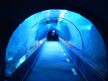 Inside tunnel tank at Kaiyukan with manta rays. Image by Hans from Pixabay Inside tunnel tank at Kaiyukan with manta rays. Image by Hans from Pixabay