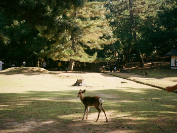 Deer crossing a path in Nara Park with visitors in the background Photo by Louise Pipet on Unsplash Deer crossing a path in Nara Park with visitors in the background Photo by Louise Pipet on Unsplash