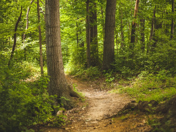 A peaceful woodland trail just outside of Osaka, with dappled sunlight filtering through tall trees. Image by Pexels from Pixabay A peaceful woodland trail just outside of Osaka, with dappled sunlight filtering through tall trees. Image by Pexels from Pixabay