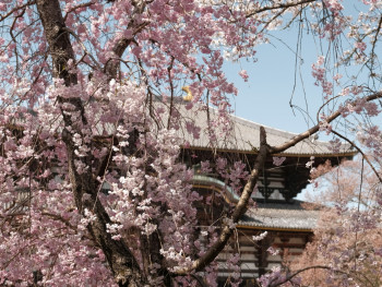 Pink cherry blossoms covering mountain slopes with a traditional Japanese temple visible among the tree Photo by Ayberk on Unsplash Pink cherry blossoms covering mountain slopes with a traditional Japanese temple visible among the tree Photo by Ayberk on Unsplash
