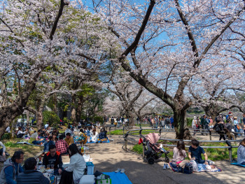 Cherry blossoms in quiet residential park with only local residents enjoying hanami Cherry blossoms in quiet residential park with only local residents enjoying hanami