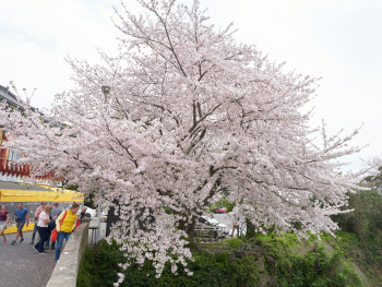Beautiful spring flowers other than cherry blossoms in local park setting Photo by kim sung jin on Unsplash Beautiful spring flowers other than cherry blossoms in local park setting Photo by kim sung jin on Unsplash