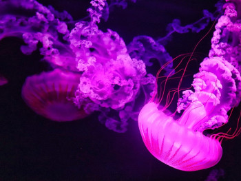 Mesmerizing jellyfish display at Osaka Aquarium with visitors silhouetted. Image by Amber Stevens from Pixabay Mesmerizing jellyfish display at Osaka Aquarium with visitors silhouetted. Image by Amber Stevens from Pixabay
