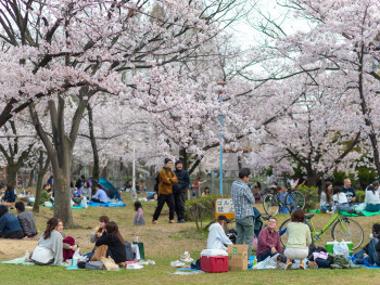 Cherry blossoms in full bloom at Osaka Castle Park with families having hanami picnics under trees Cherry blossoms in full bloom at Osaka Castle Park with families having hanami picnics under trees