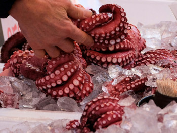 Local vendors showcasing fresh sea catches including gleaming tuna and wriggling octopuses at Kuromon Ichiba Market Photo by pierre matile on pexels Local vendors showcasing fresh sea catches including gleaming tuna and wriggling octopuses at Kuromon Ichiba Market Photo by pierre matile on pexels
