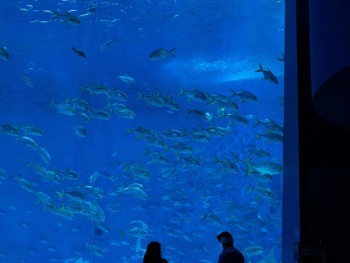 Large aquarium tank with diverse marine life Photo by Shay Chen on Unsplash