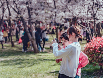 Families having hanami parties under cherry blossoms in Osaka Castle Park. Photo by Jerry Wang on Unsplash