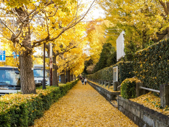 A tree-lined street in Osaka with ginkgo trees and fallen golden leaves on sidewalks with light foot traffic Photo by Maggie Hung on Unsplash A tree-lined street in Osaka with ginkgo trees and fallen golden leaves on sidewalks with light foot traffic Photo by Maggie Hung on Unsplash