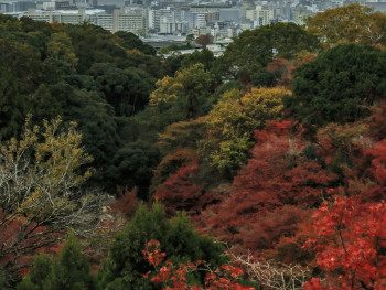 The view from Osaka Castle's observation deck showing the city skyline framed by autumn foliage Photo by Alan Jiang on Unsplash The view from Osaka Castle's observation deck showing the city skyline framed by autumn foliage Photo by Alan Jiang on Unsplash