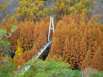 The Hoshida Park suspension bridge stretching across a valley filled with autumn foliage, taken from the bridge itself looking down Photo by J. Young Jeong on Unsplash The Hoshida Park suspension bridge stretching across a valley filled with autumn foliage, taken from the bridge itself looking down Photo by J. Young Jeong on Unsplash