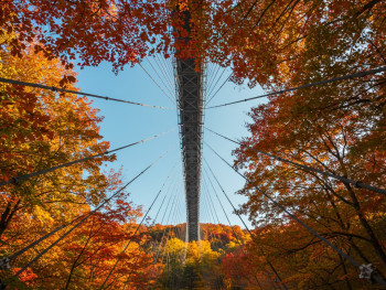 A view from ground level looking up at the suspension bridge with autumn trees creating a colorful canopy overhead. A view from ground level looking up at the suspension bridge with autumn trees creating a colorful canopy overhead.