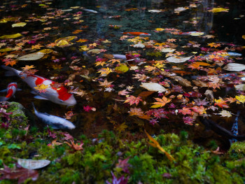 A view of a Japan garden's koi pond with autumn leaves floating on the surface and colorful fish visible beneath Photo by Aika Kohama on Unsplash A view of a Japan garden's koi pond with autumn leaves floating on the surface and colorful fish visible beneath Photo by Aika Kohama on Unsplash