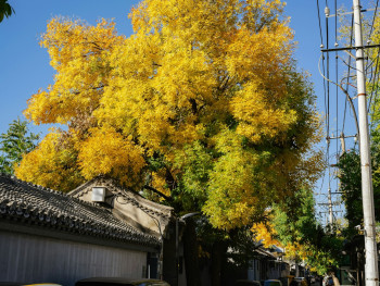 A quiet residential street lined with ginkgo trees, their yellow leaves creating a natural tunnel over parked bicycles and small shops Photo by tommao wang on Unsplash A quiet residential street lined with ginkgo trees, their yellow leaves creating a natural tunnel over parked bicycles and small shops Photo by tommao wang on Unsplash