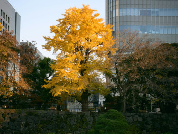 The transition from day to night in autumn Osaka, showing the city beginning to light up while autumn foliage remains visible in the fading daylight Photo by hayato togashi on Unsplash The transition from day to night in autumn Osaka, showing the city beginning to light up while autumn foliage remains visible in the fading daylight Photo by hayato togashi on Unsplash