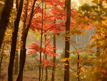 A local train car with windows showing autumn scenery passing by Image by Carolyn Wilman from Pixabay A local train car with windows showing autumn scenery passing by Image by Carolyn Wilman from Pixabay