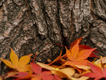 Close-up details of autumn textures - bark patterns, leaf structures, fallen seeds Close-up details of autumn textures - bark patterns, leaf structures, fallen seeds