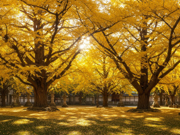 Ancient ginkgo trees in temple grounds with their golden autumn foliage, showing trees that have witnessed centuries of seasonal change Ancient ginkgo trees in temple grounds with their golden autumn foliage, showing trees that have witnessed centuries of seasonal change