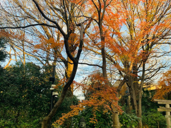 The aftermath of an autumn storm showing enhanced fall colors and clear skies, demonstrating how weather events can intensify seasonal beauty Photo by Shirley Wang on Unsplash The aftermath of an autumn storm showing enhanced fall colors and clear skies, demonstrating how weather events can intensify seasonal beauty Photo by Shirley Wang on Unsplash