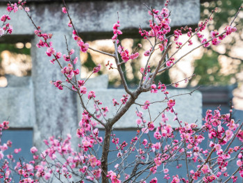 Delicate plum blossoms beginning to bloom on bare branches in a temple garden, with traditional architecture visible in the background Photo by David Emrich on Unsplash Delicate plum blossoms beginning to bloom on bare branches in a temple garden, with traditional architecture visible in the background Photo by David Emrich on Unsplash
