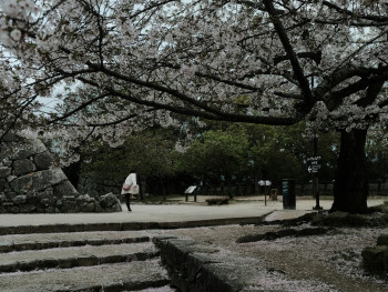 Cherry blossoms scattered on temple stone pathways with traditional architecture in soft focus background.Photo by Mak on Unsplash Cherry blossoms scattered on temple stone pathways with traditional architecture in soft focus background.Photo by Mak on Unsplash