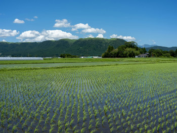 Rice fields with Osaka skyline in the distance. Photo by Kouji Tsuru on Unsplash Rice fields with Osaka skyline in the distance. Photo by Kouji Tsuru on Unsplash