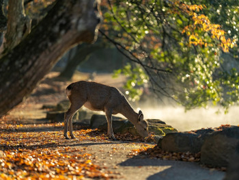 Deer in peaceful setting. Deer in peaceful setting.