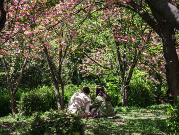 A traveler and local host share a quiet conversation in a serene Kyoto garden, surrounded by greenery and calm atmosphere. Image by Diana Lisunova on Unsplash. A traveler and local host share a quiet conversation in a serene Kyoto garden, surrounded by greenery and calm atmosphere. Image by Diana Lisunova on Unsplash.