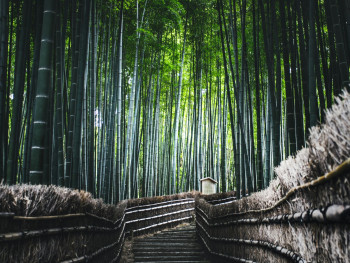 Early morning mist over Arashiyama Bamboo Grove Photo by Marek Piwnicki on pexels Early morning mist over Arashiyama Bamboo Grove Photo by Marek Piwnicki on pexels