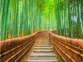 Empty bamboo grove trail Empty bamboo grove trail