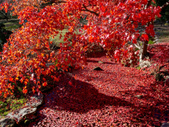 Red maple carpet near temple Photo by Salomé Guruli on Unsplash Red maple carpet near temple Photo by Salomé Guruli on Unsplash
