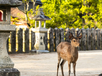 Deer roaming freely near Todaiji Temple in Nara Park Photo by Adam Kolmacka on Unsplash Deer roaming freely near Todaiji Temple in Nara Park Photo by Adam Kolmacka on Unsplash