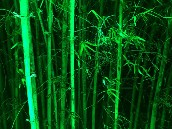 Kodaiji temple's bamboo grove illuminated at night Photo by Doug Ouverson on Unsplash Kodaiji temple's bamboo grove illuminated at night Photo by Doug Ouverson on Unsplash