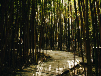 Bamboo grove path with dappled sunlight. Photo by Inês Conceição on Unsplash Bamboo grove path with dappled sunlight. Photo by Inês Conceição on Unsplash