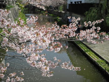 Photo by Kazuyuki AOKI on Unsplash Cherry blossom petals floating on the Philosopher's Path canal water Photo by Kazuyuki AOKI on Unsplash Cherry blossom petals floating on the Philosopher's Path canal water