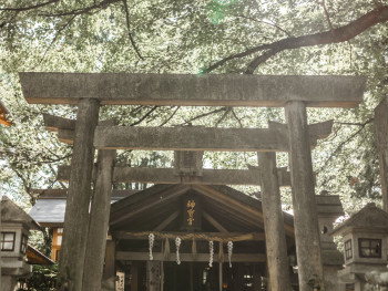 A traditional temple gate framed by cherry blossoms near Kyoto Station with morning mist.