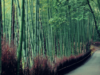 Traditional bamboo grove with cherry blossoms creating a natural tunnel effect in Arashiyama. Traditional bamboo grove with cherry blossoms creating a natural tunnel effect in Arashiyama.
