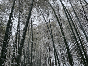 Winter sunlight streaming through tall bamboo stalks with frost patterns on the forest floor Photo by qi sihang on Unsplash Winter sunlight streaming through tall bamboo stalks with frost patterns on the forest floor Photo by qi sihang on Unsplash