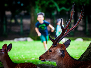 Children delighting in deer encounters at Nara Park with parents supervising Photo by Andy Luo on Unsplash Children delighting in deer encounters at Nara Park with parents supervising Photo by Andy Luo on Unsplash