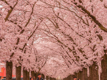 Cherry blossoms line Philosopher's Path with scattered petals Photo by Sevda Ozdemir on pexels Cherry blossoms line Philosopher's Path with scattered petals Photo by Sevda Ozdemir on pexels