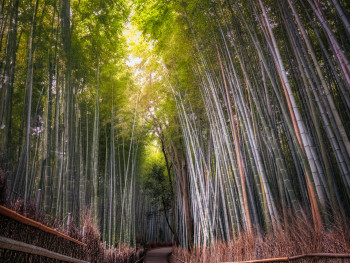 Bamboo stalks create green tunnel with filtered light Photo by William Warby on Unsplash Bamboo stalks create green tunnel with filtered light Photo by William Warby on Unsplash